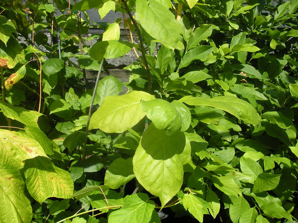 Magnolia soulangiana 'Grace McDade'