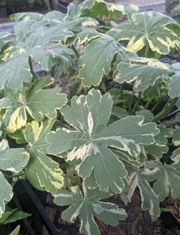Geranium macrorrhizum 'Variegatum'