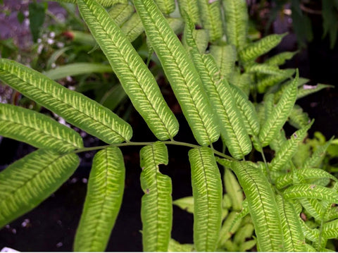 Coniogramme emeiensis 'Golden Zebra' aka Golden Zebra Bamboo Fern