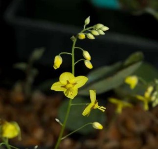 Epimedium pinnatum ssp. colchicum