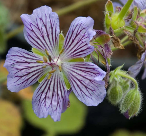 Geranium renardii 'Whiteknights'