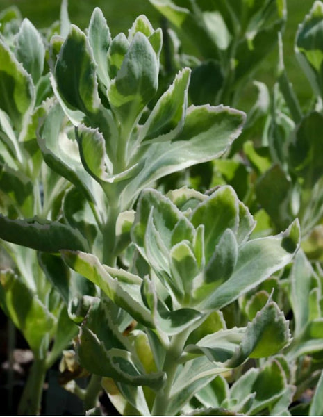 Sedum 'Frosty Morn'