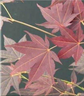 Acer palmatum 'Tsukushi gata' (aka Japanese Maple)