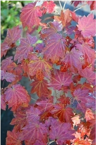 Acer shirasawanum 'Ruby Red' (aka Acer japonicum 'Ruby', Full Moon Maple)