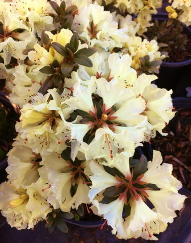 Rhododendron 'Cream Crest'