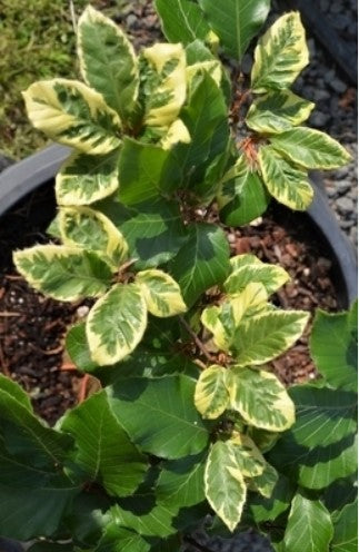 Fagus sylvatica 'Silbertaler'