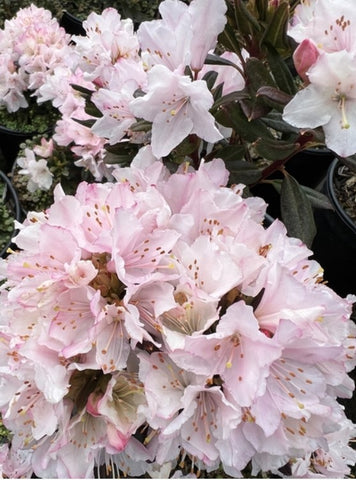 Rhododendron 'Waxbill'