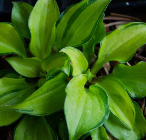 Hosta 'Cracker Crumbs'