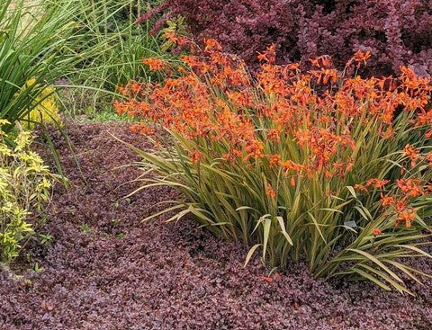 Crocosmia 'Emily MacKenzie'