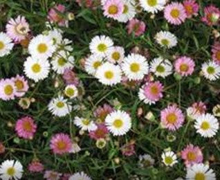 Erigeron karvinskianus 'Spindrift'