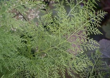 Onychium japonicum 'Sichuan Lace'