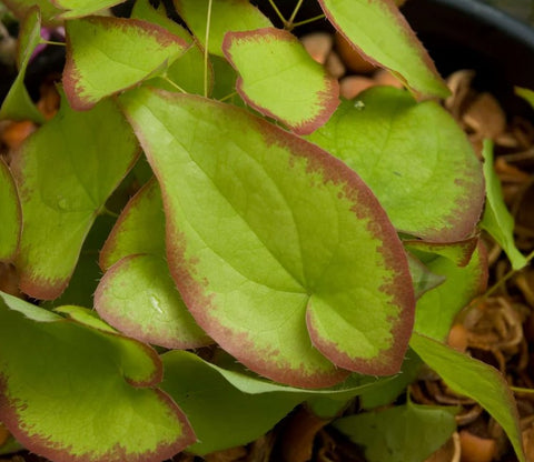 Epimedium x rubrum 'Sweetheart'