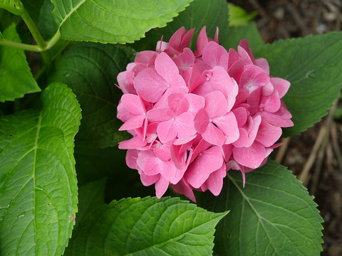 Hydrangea macrophylla Let's Dance® Rave®