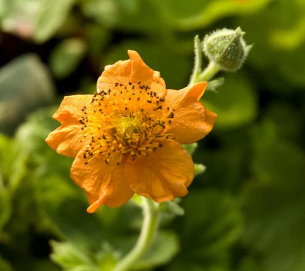 Geum 'Borisii'