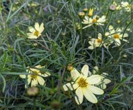 Coreopsis verticillata 'Moonbeam'