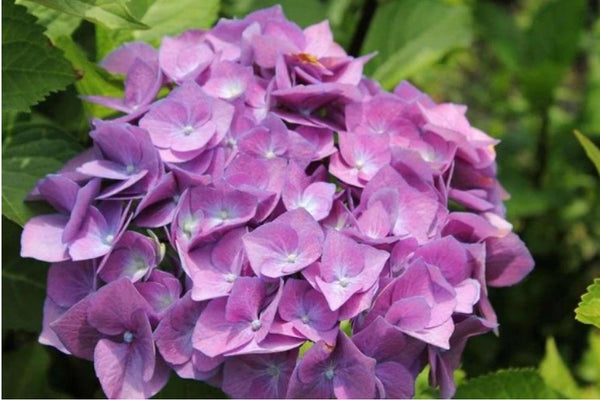 Hydrangea macrophylla Onyx™ Peacock