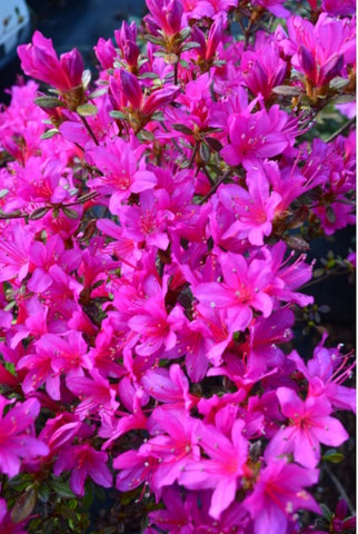 Rhododendron obtusum 'Amoenum'