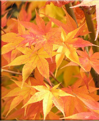 Acer palmatum 'Winter Flame' (aka Japanese Maple)