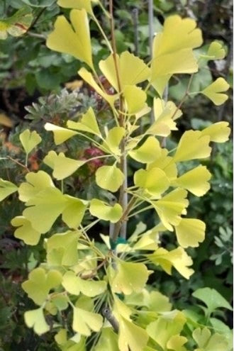 Ginkgo biloba 'Beijing Gold'