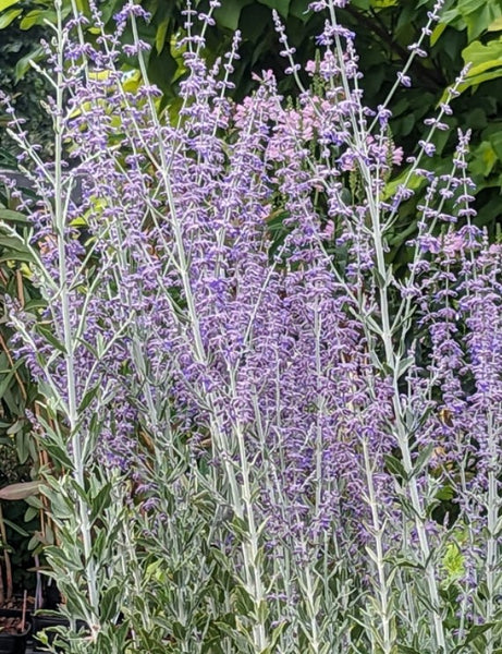 Perovskia atriplicifolia 'Little Spire'  (Little Spire Russian Sage)