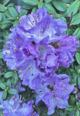 Rhododendron 'Crater Lake'