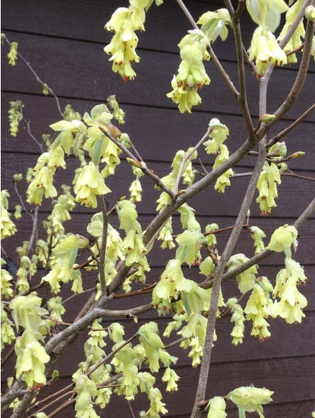 Corylopsis spicata