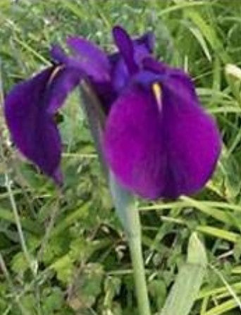 Iris ensata 'Variegata'