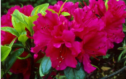 Azalea 'Hexe'