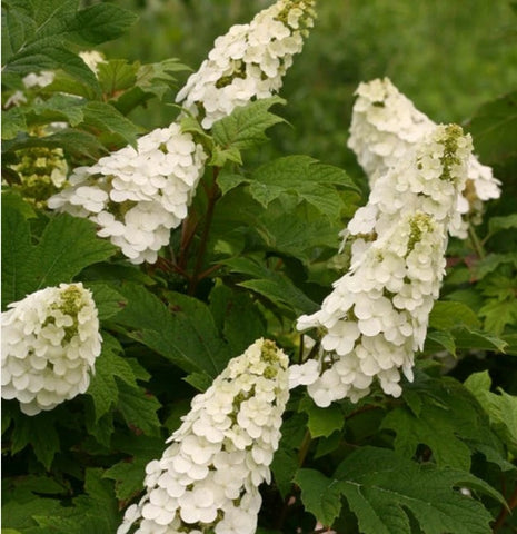 Hydrangea quercifolia Gatsby Gal®