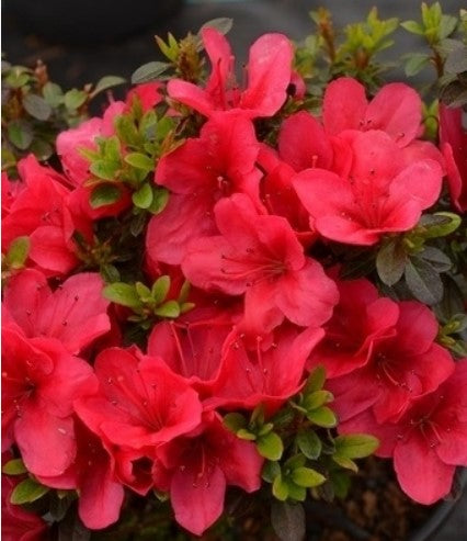 Azalea 'Cherry Drops'