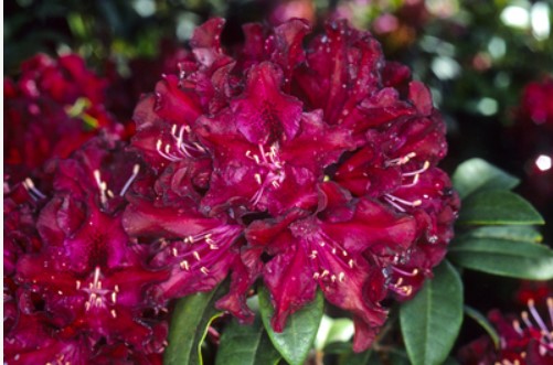 Rhododendron 'Warlock'