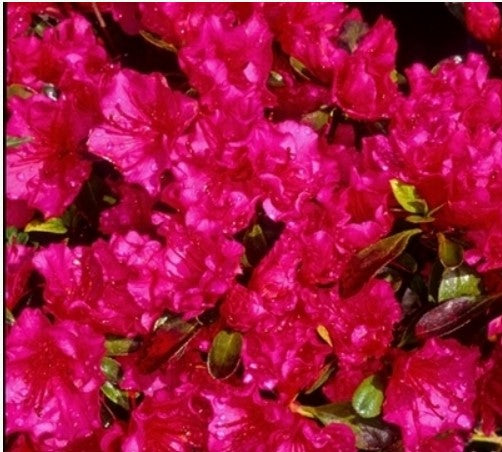 Azalea 'Jeremiah'