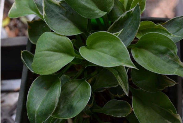 Hosta 'Dew Drop'