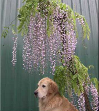 Wisteria floribunda 'Macrobotrys'