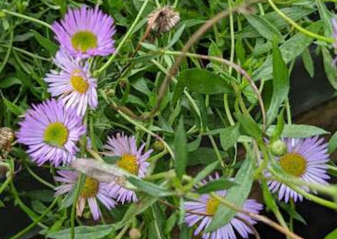 Erigeron karvinskianus 'Moerheimii'