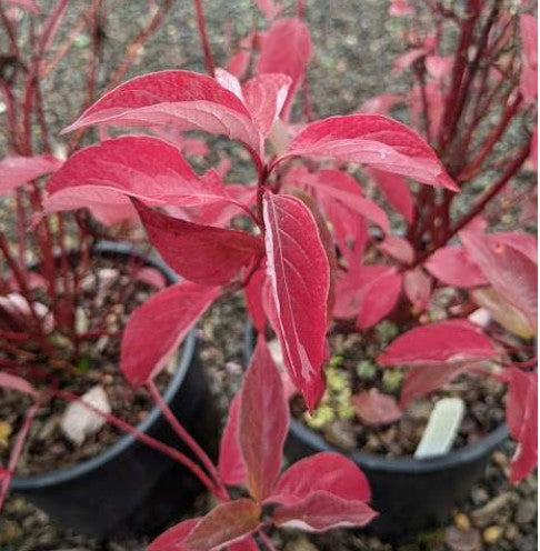 Cornus sericea Arctic Fire™