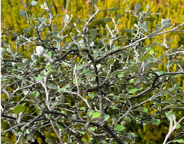 Corokia cotoneaster