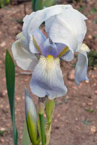 Iris florentina