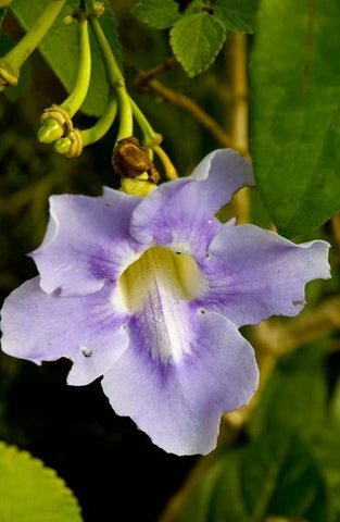 Thunbergia battiscombei