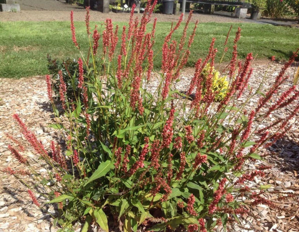 Polygonum amplexicaule 'Orangefield'