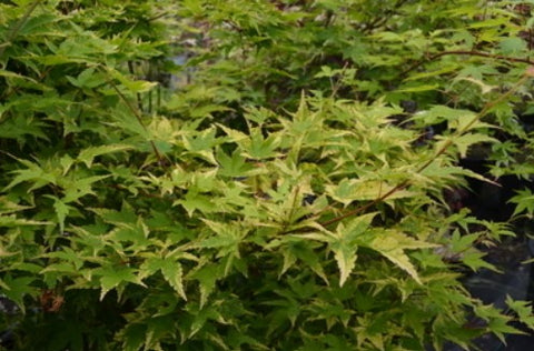 Acer palmatum 'Sagara nishiki' (Sagara nishiki Japanese Maple)