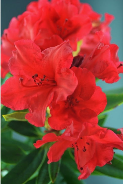 Rhododendron 'Vulcan'