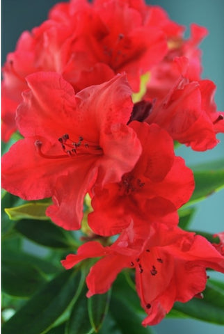 Rhododendron 'Vulcan'