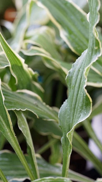 Hosta 'Electrocution'