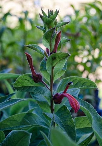 Lobelia tupa