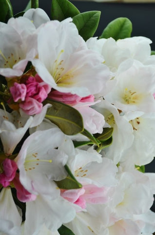 Rhododendron 'Noyo Snow'