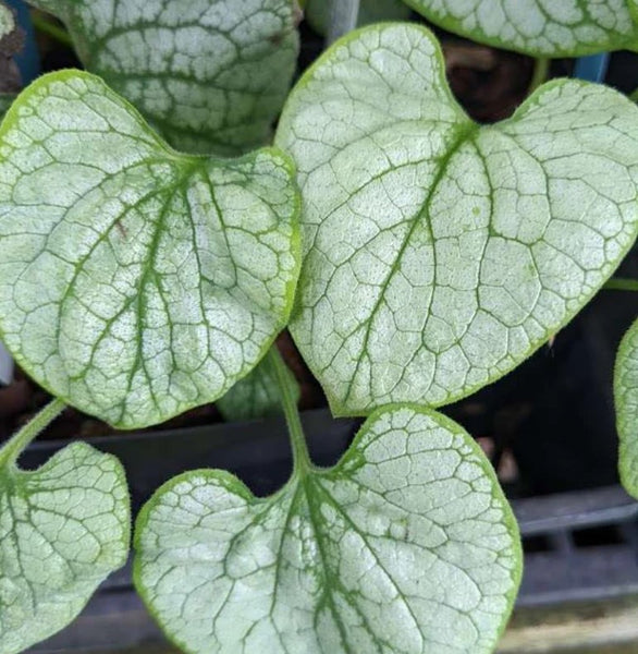 Brunnera macrophylla 'Alchemy Silver'