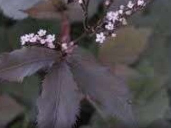 Cryptotaenia japonica 'Purpurea'