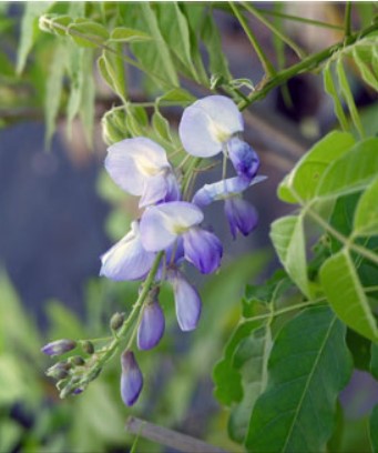 Wisteria floribunda 'Lawrence'