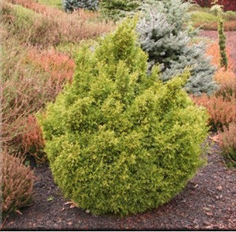 Chamaecyparis pisifera 'Juniperoides Aurea'